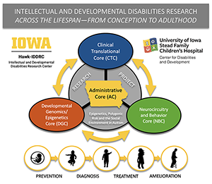 Ven diagram of the Administrative Core - Clinical Translation Core Developmental Genomics/Epigenetics Core Neurodiversity and Behavior Core Prevention Diagnosis Treatment Ameliorations Intellectual and Developmental Disabilities Research Across the Lifespan-From Conception to Adulthood IOWA Hawk-IDDRC 