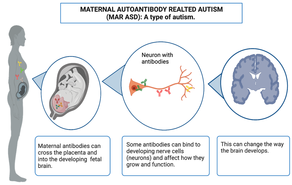 The story behind Maternal Autoantibody Related Autism (MARA)