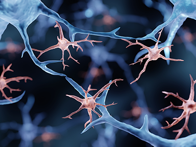 Only recently have investigators begun to understand how a cell type - the NG2-glia 