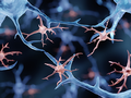 Only recently have investigators begun to understand how a cell type - the NG2-glia 