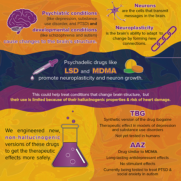 Psychiatric conditions (like depression, substance use disorder, and PTSD) and developmental conditions (like schizophrenia and autism) cause changes to the brain structure. Neurons are the cells that transmit messages in the brain. Neroplasticity is the brain’s ability to adapt to change by forming new connections. Psychedelic drugs like LSD and MDMA promote neuroplasticity and neuron growth. This could help treat conditions that change brain structure, but their use is limited because of their hallucinogenic properties & risk of heart damage. Researchers have engineered new, non- hallucinogenic versions of these drugs to get the therapeutic effects more safely. TBG Synthetic version of the drug ibogaine Therapeutic effect in models of depressions and substance use disorders. Not yet tested in humans. AAZ Drug similar to MDNA. Long-lasting antidepressant effects. No stimulant effects. Currently being tested to treat PTSD & social anxiety in autism.  
