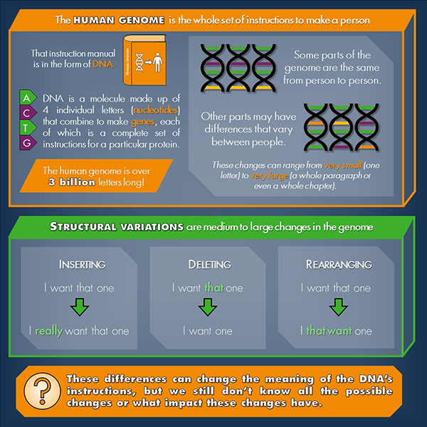 infographic alt text: image describes how DNA is made up of 4 letters, called nucleotides, that combine to make genes.  Small or large changes to the genome (like inserting, deleting, or rearranging nucleotides) can have an impact, but the particular impacts are still unknown